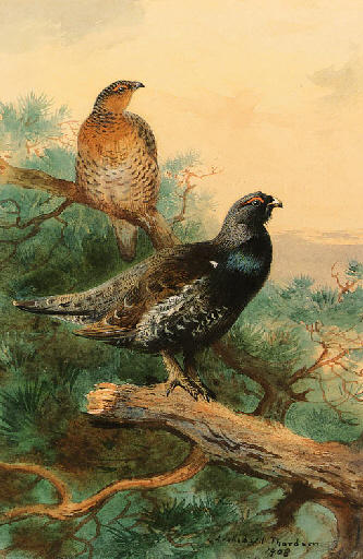 A Pair Of Capercaillie In A Tree — Archibald Thorburn