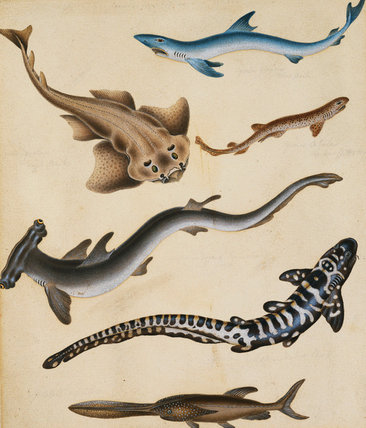 Studies Of Fish Including Shark, Pikefish, Carp — Sydenham Teast Edwards