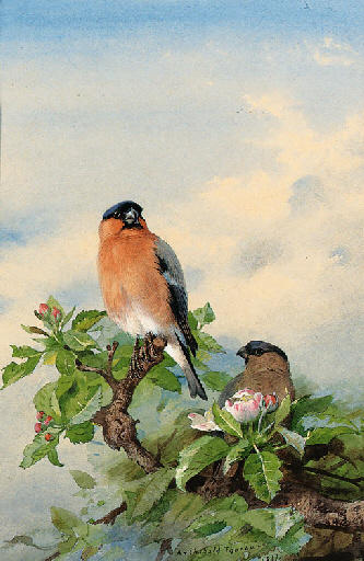 A Pair Of Bullfinches In Cherry Blossom — Archibald Thorburn