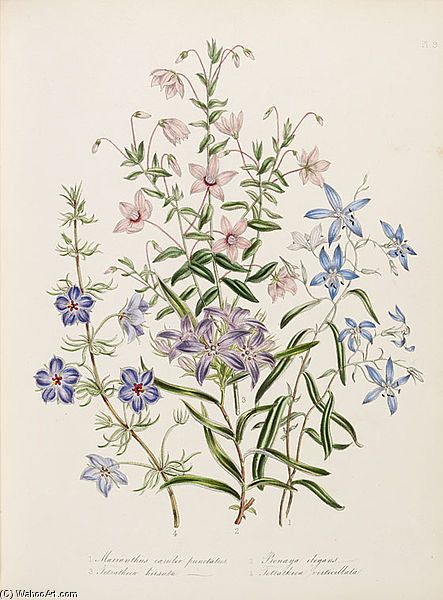 The Ladies' Flower-garden Of Ornamental Annuals — Jane Loudon