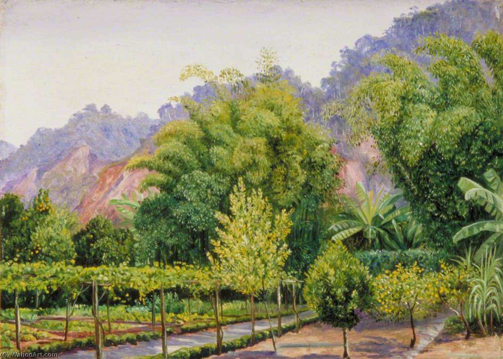 Blick In Herrn Morits Garten In Petrópolis, Brasilien — Marianne North