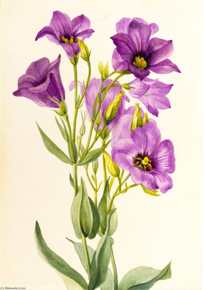 Eustoma Russelianum — Mary Vaux Walcott
