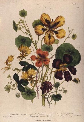 Nasturtium — Jane Loudon