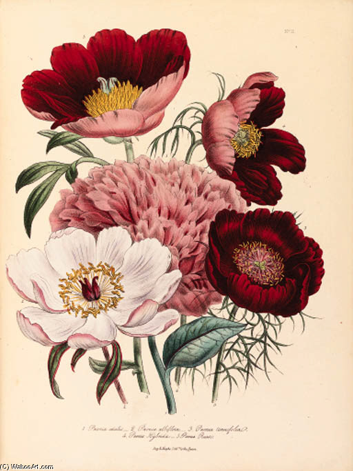 The Ladies' Flower Garden - (16) — Jane Loudon