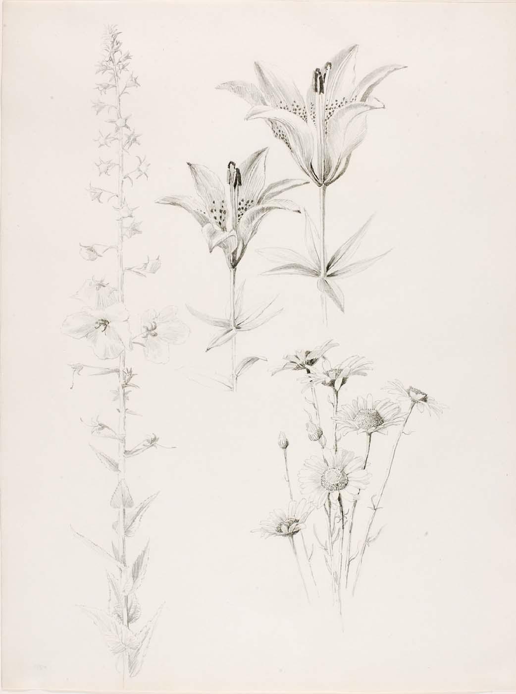 Untitled (lily, Daisy, Hibiscus) — George Elbert Burr