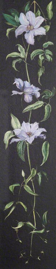 Plant With Pale Purple Flowers On A Black Background — Marijana Nort