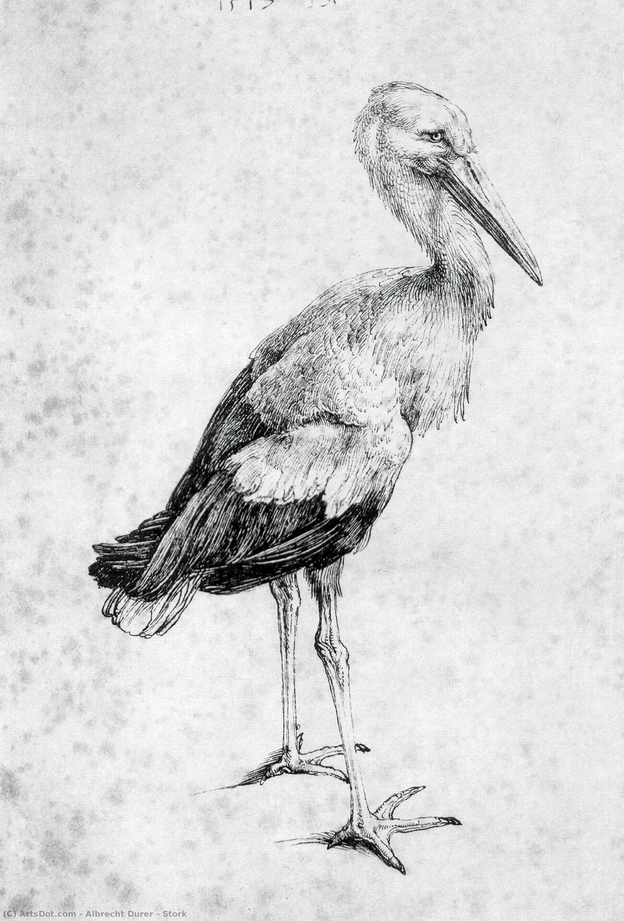 Stork — Albrecht Dürer