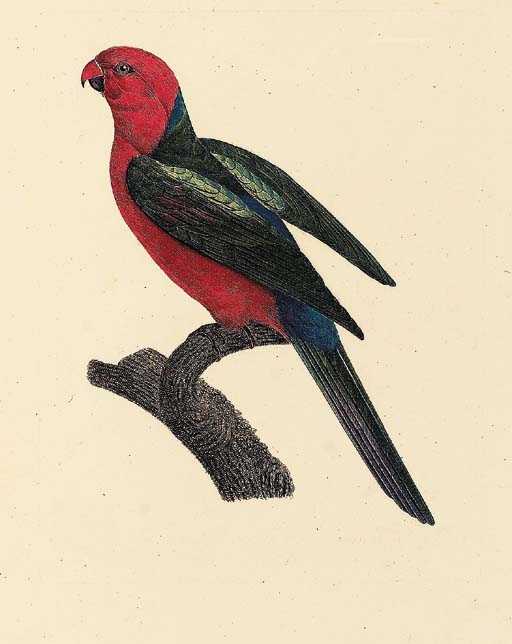 Puerto Rican Amazon — ジャック・バラバン