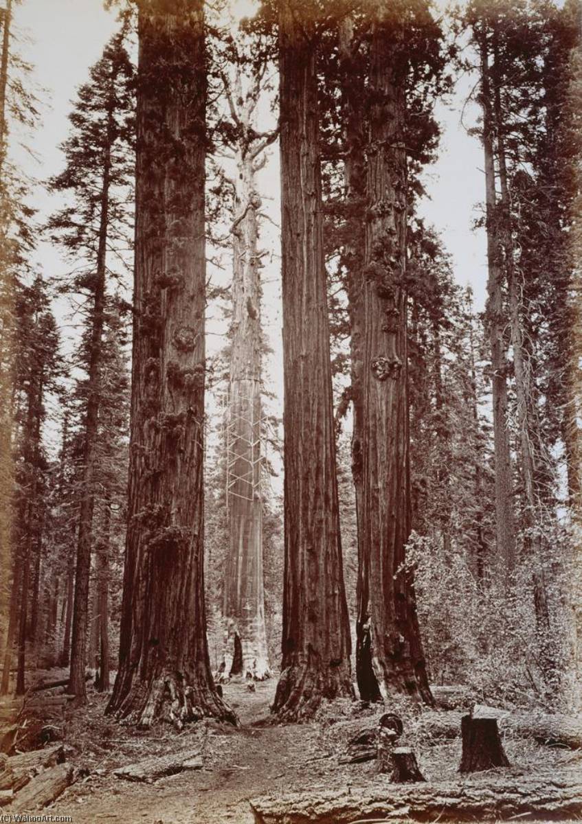 Untitled (aqtdjz) — Carleton Watkins