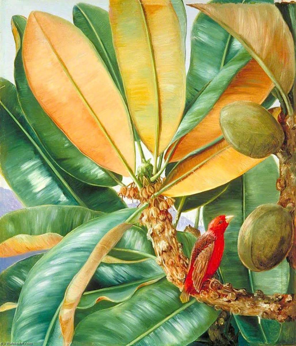 Foliage, Flowers And Fruit Of The Capucin Tree Of The Seychelles — Marianne North