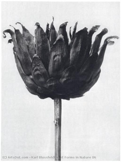Art Forms In Nature 86 — Karl Blossfeldt