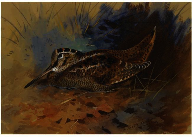 Woodcock 1 — Archibald Thorburn