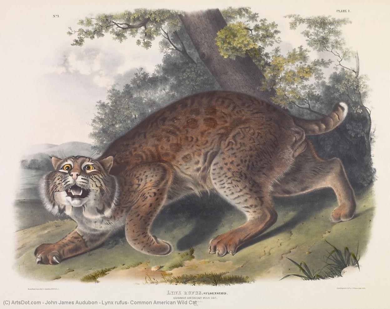 Lynx Rufus, Common American Wild Cat — John James Audubon