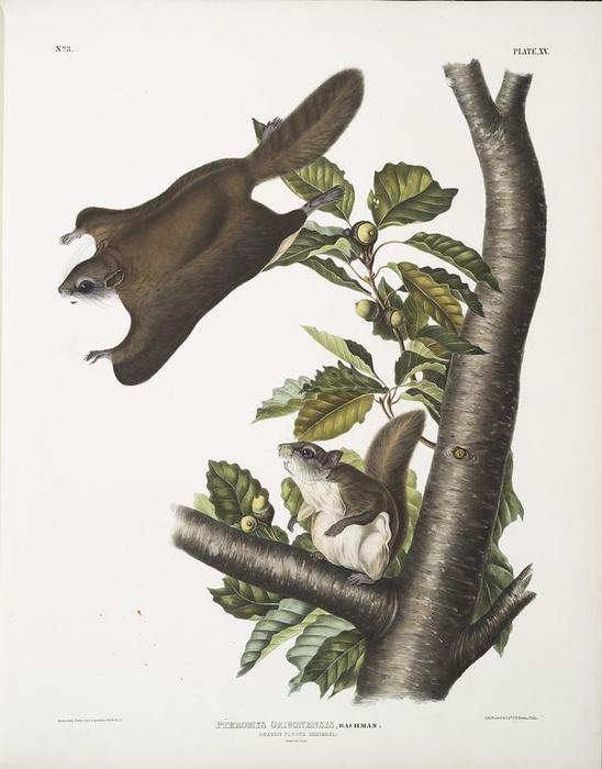 Pteromys Origonensis, Oregon Flying Squirrel. Natural Size — John James Audubon