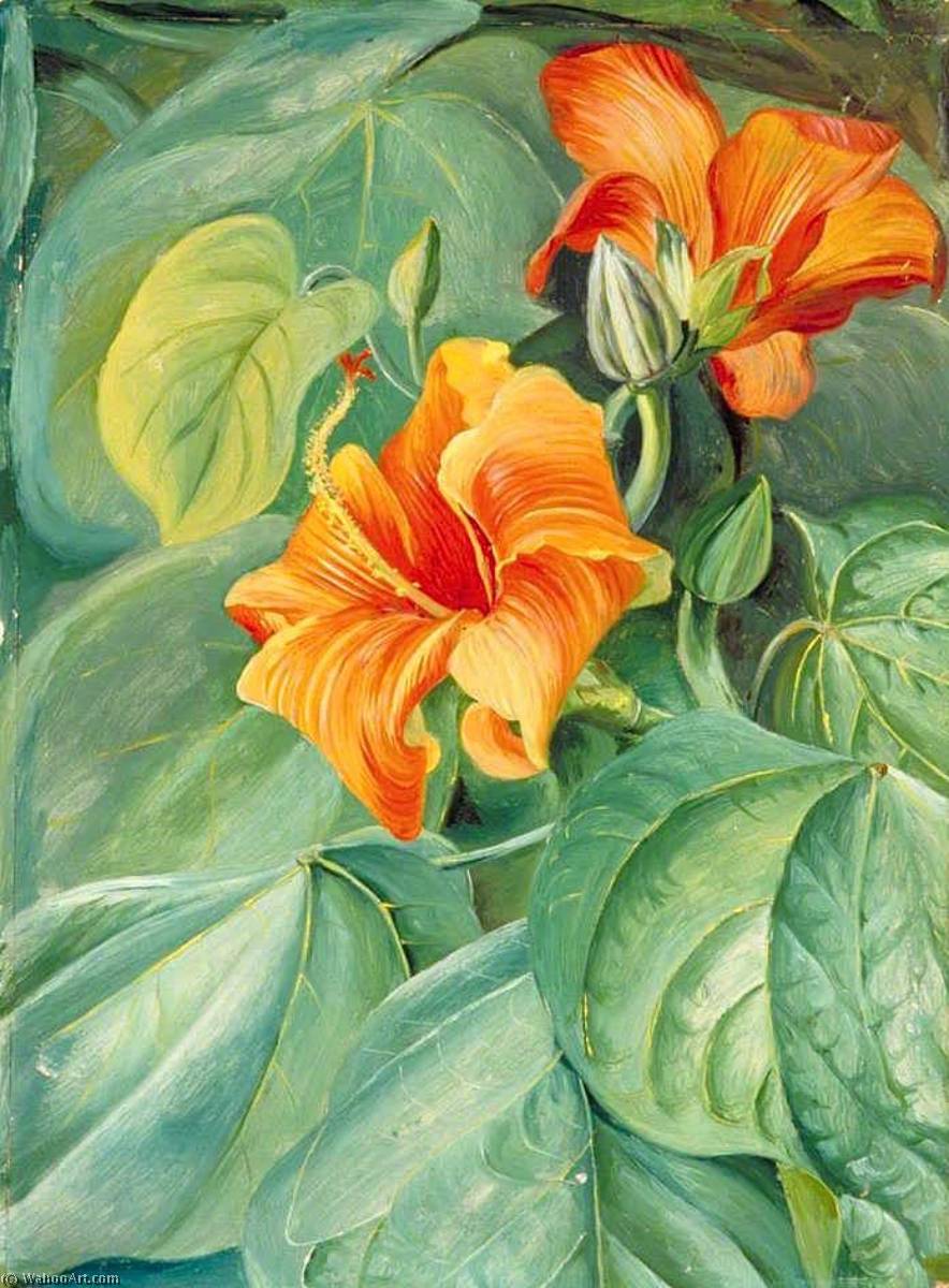Foliage And Flowers Of The Mahoe, Jamaica — Marianne North