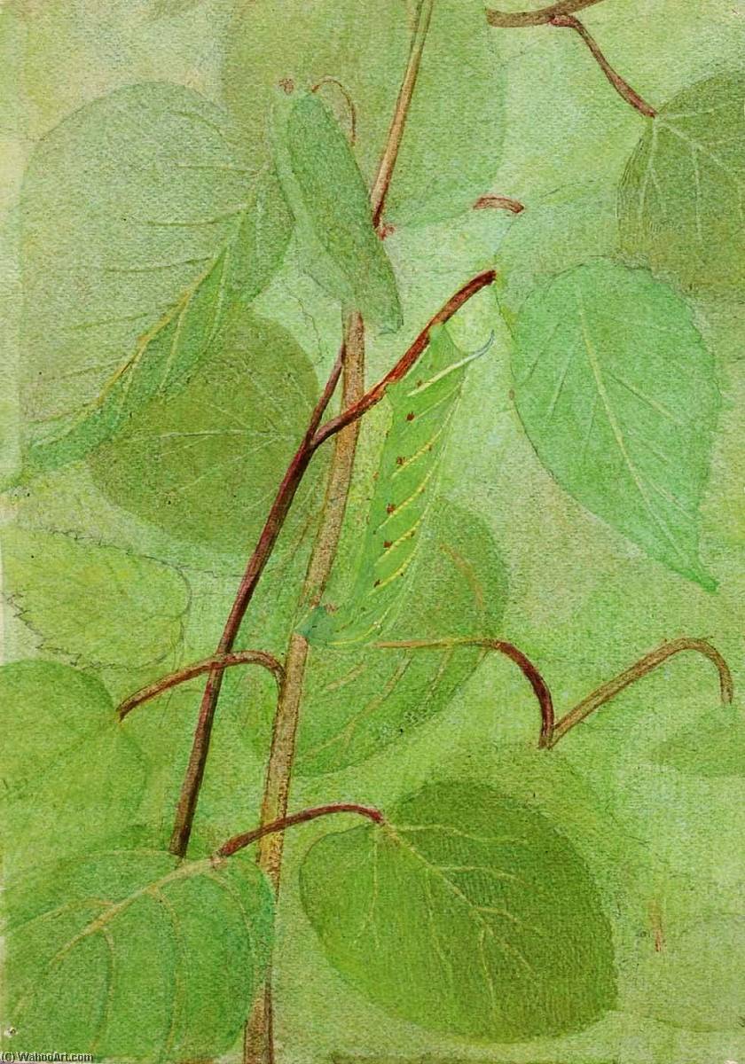 Sphinx Caterpillar, Study For Book Concealing Coloration In The Animal Kingdom — アボット・ハンダーソン・セイヤー