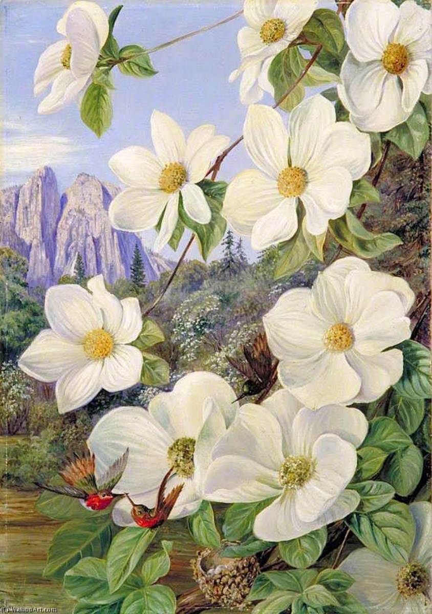 Foliage And Flowers Of The Californian Dogwood, And Humming Birds — Marianne North