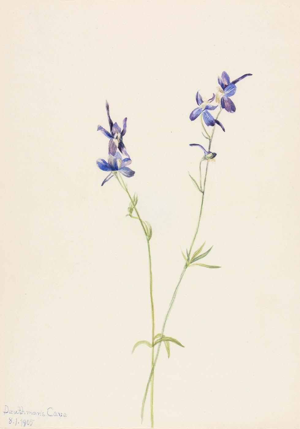 Blue Larkspur (delphinium Nuttallianum) — Mary Vaux Walcott