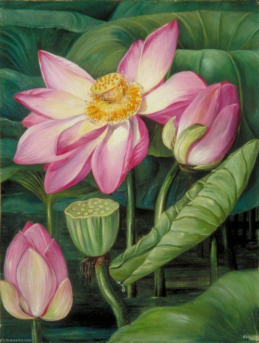 Foliage, Flowers And Fruit Of The Sacred Lotus In Java — Marianne North