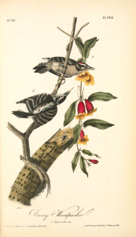 Downy Woodpecker. 1. Male. 2. Female — John James Audubon