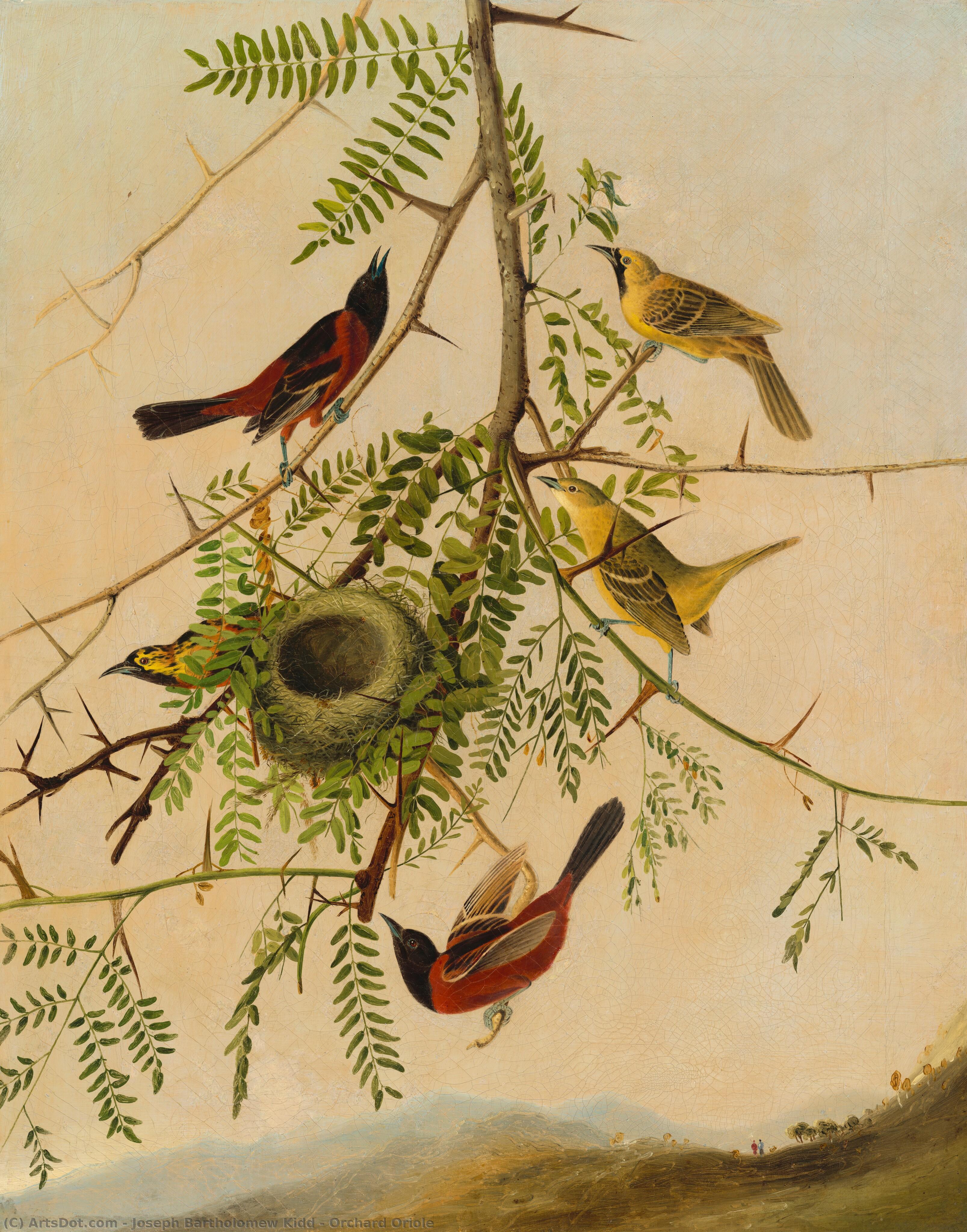 Orchard Oriole — Joseph Bartholomew Kidd