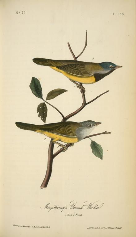 Macgillivray's Ground-warbler. 1. Male. 2. Female. — John James Audubon