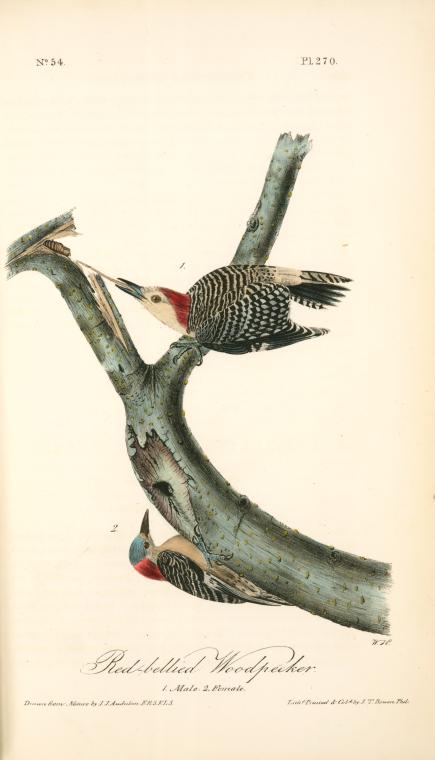 Red-bellied Woodpecker. 1. Males. 2. Female — John James Audubon