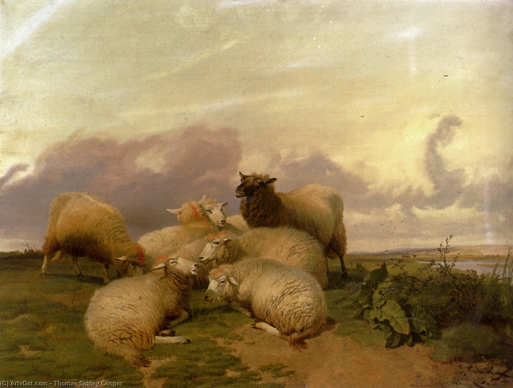 Sheep In Canterbury Water Meadows — Tomas Sidni Kuper
