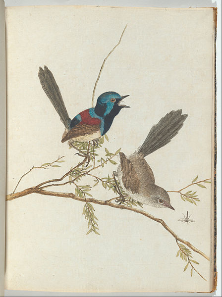 Birds Of New South Wales With Their Natural History - — John William Lewin