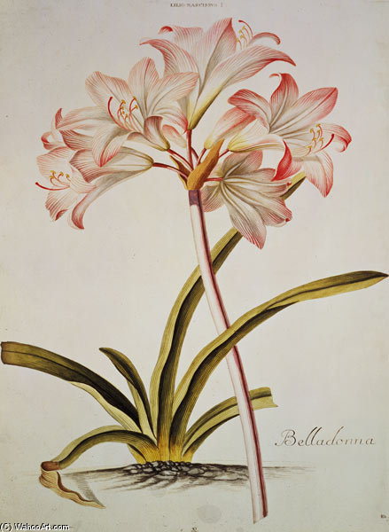 Lilium Belladonna,) From Trew's Hortus Nitidissumus - — Georg Dionysius Ehret
