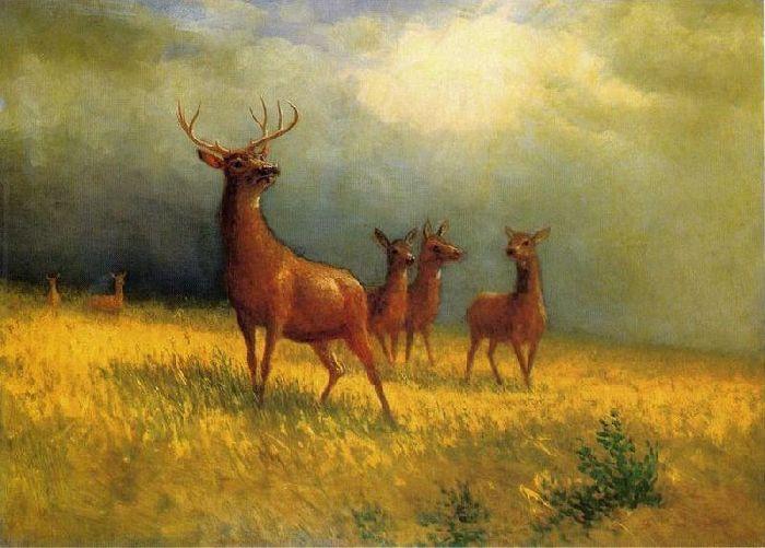 Deer In A Field — アルベール・ビアシュタット