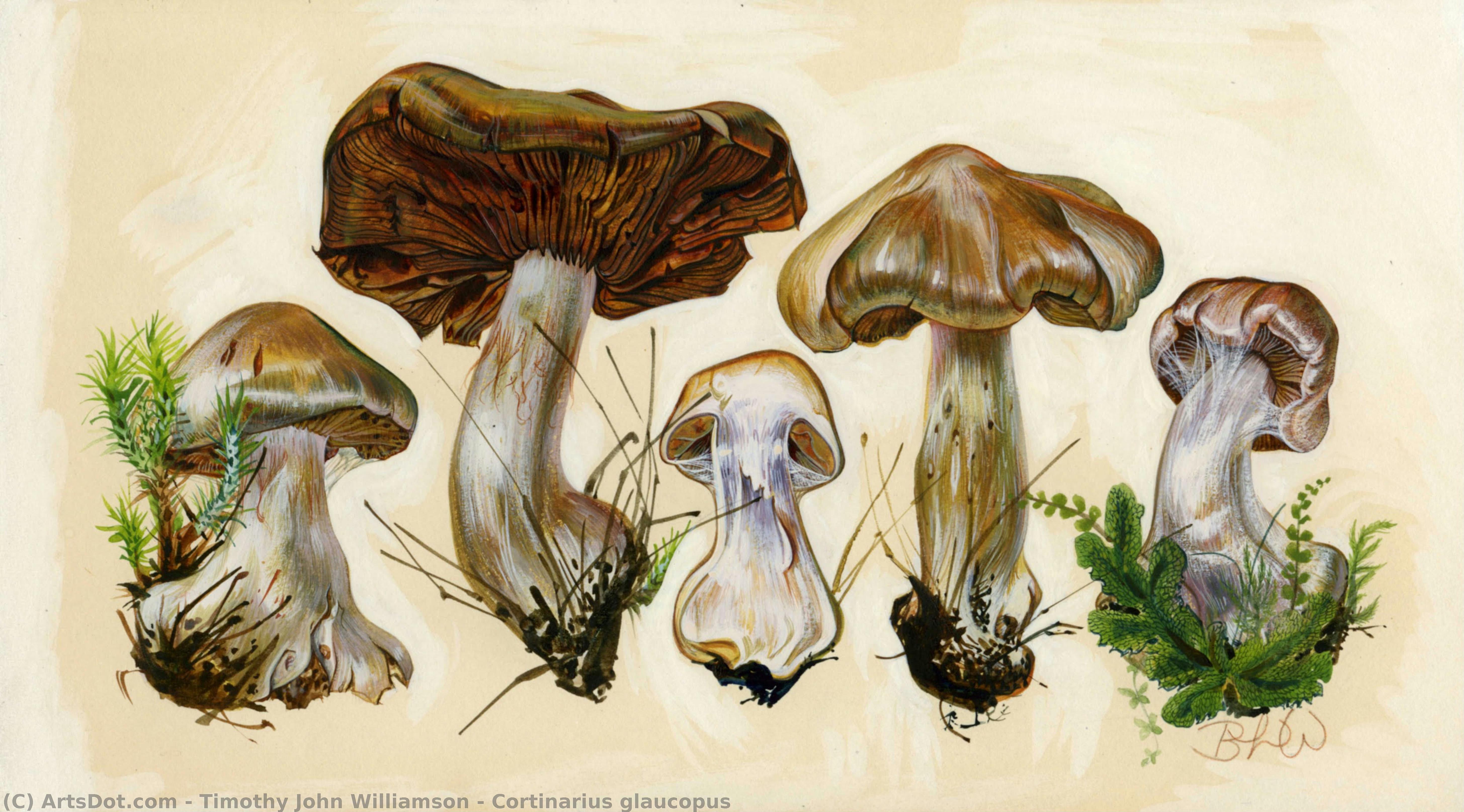 Cortinarius Glaucopus — Тимофей Джон Уильямсон