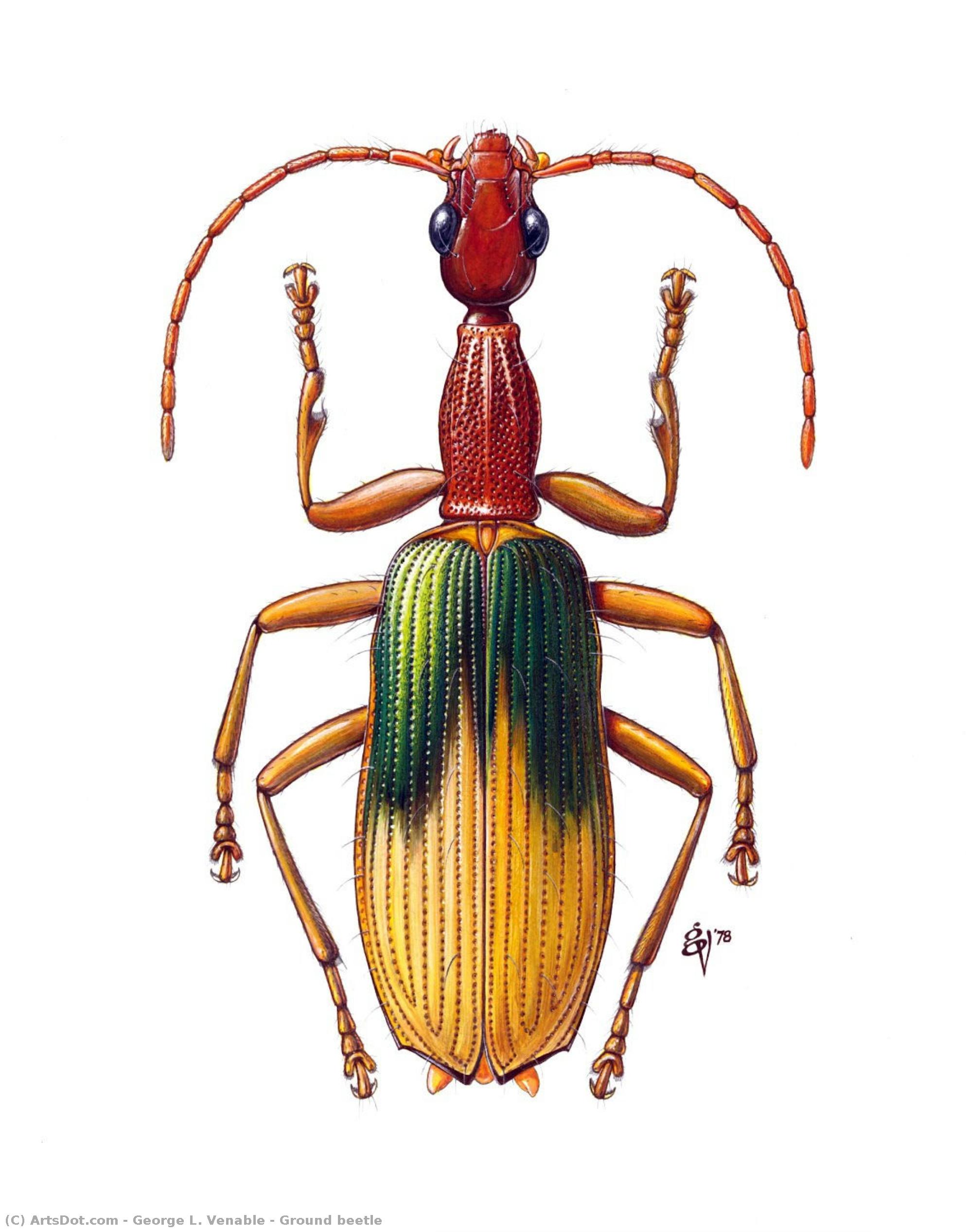 Ground Beetle — George L. Venable