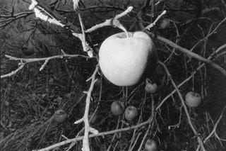 Untitled (larksville, Pennsylvania) — Mark Cohen