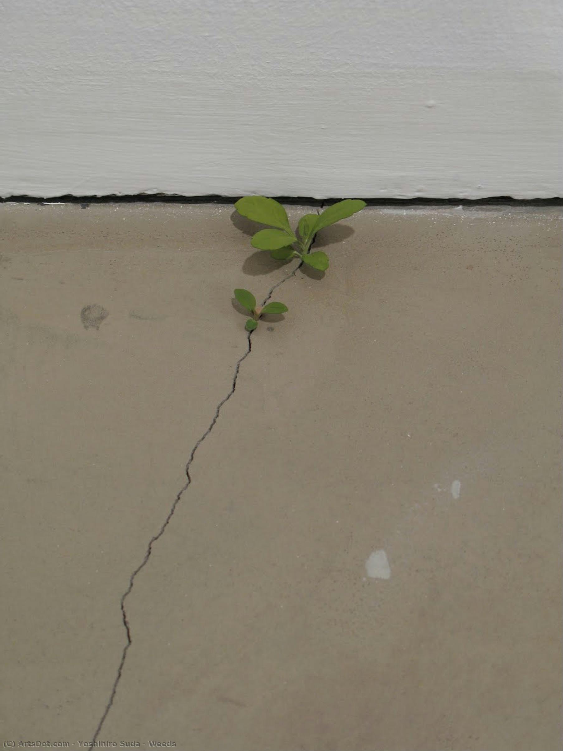 Weeds — Yoshihiro Suda