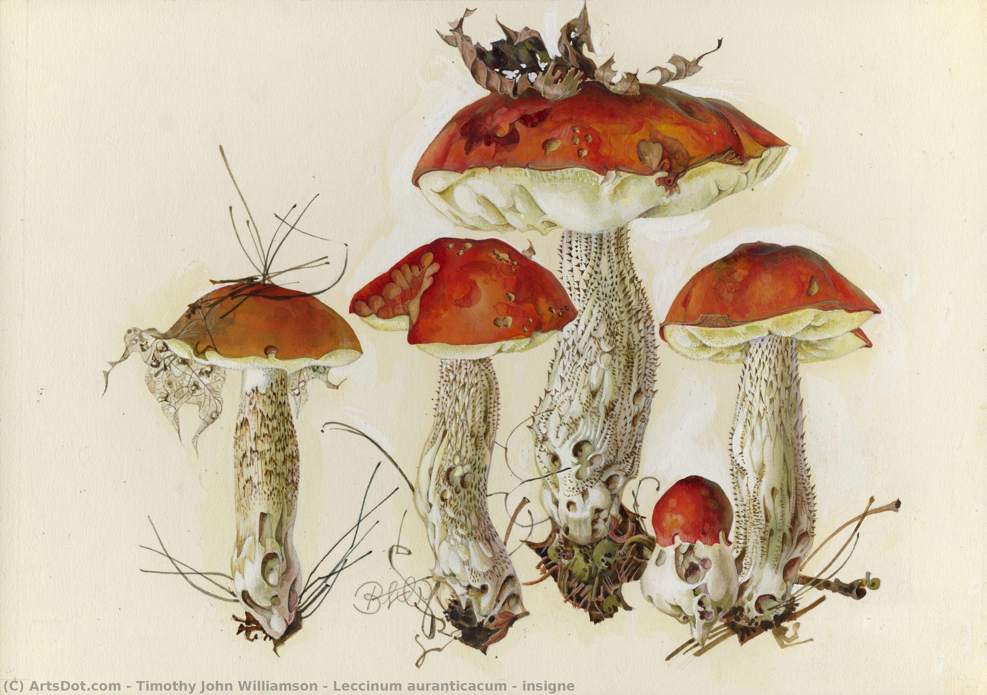 Leccinum Auranticacum & Insigne — Timothy John Williamson