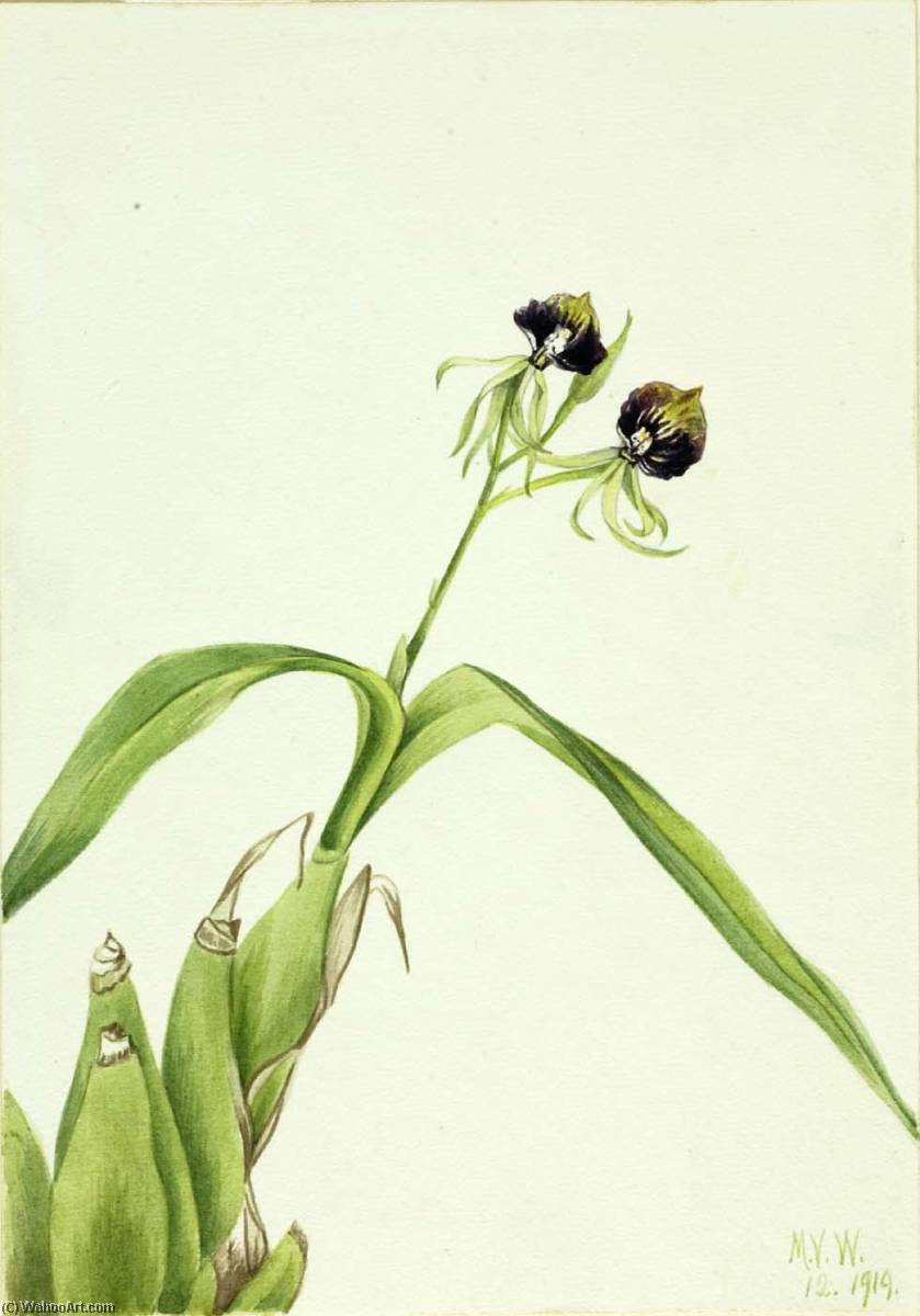 Orchid (epidendrum Cochleatum) — Mary Vaux Walcott