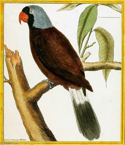 Mascarinus — Francois Nicolas Martinet
