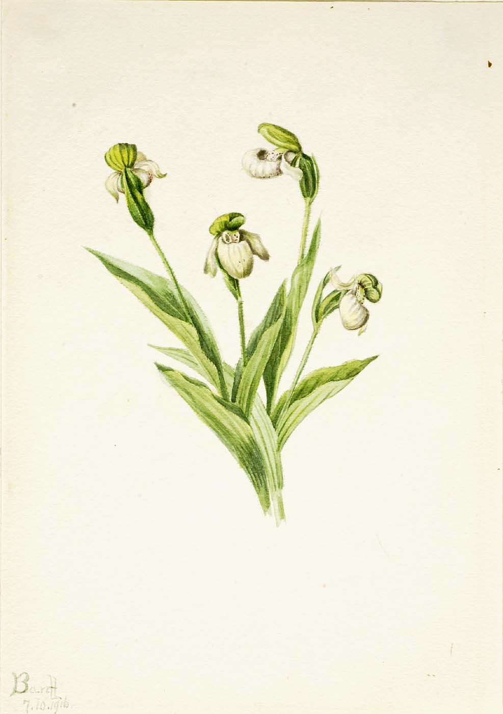 Northern Lady's Slipper (cypripedium Passerinum) — Mary Morris Vaux Walcott