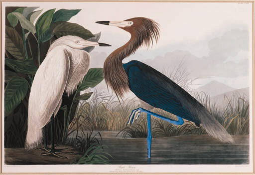 Purple Heron — Роберт Хавелл