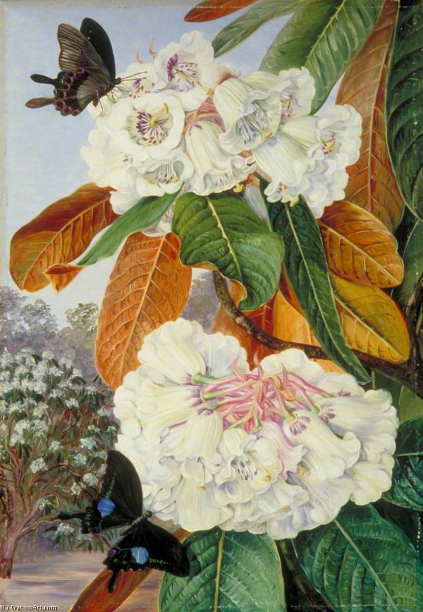 Rhododendron Falconeri From The Mountains Of North India — Marijana Nort