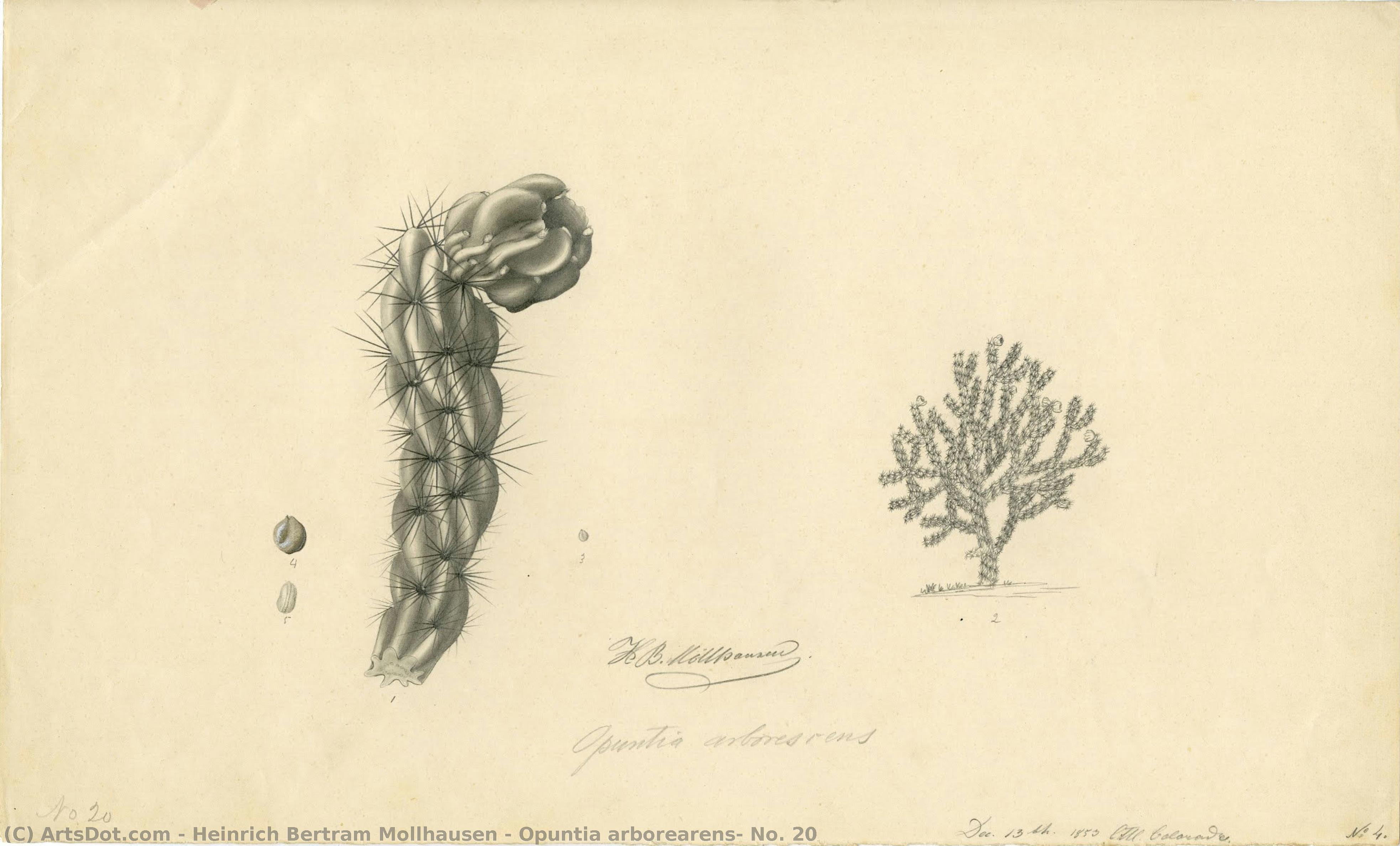 Opuntia Arborearens, No. 20 — Heinrich Bertram Mollhausen