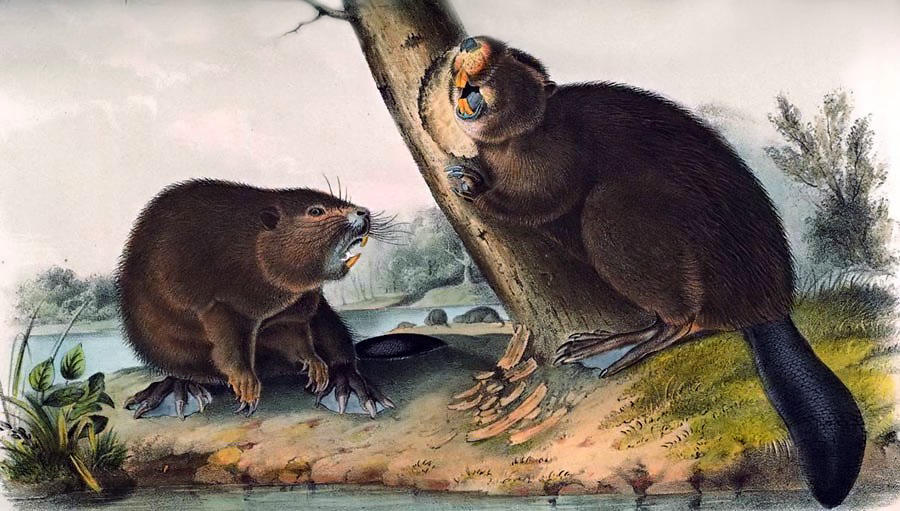 North American Beaver (castor Canadensis) — John James Audubon