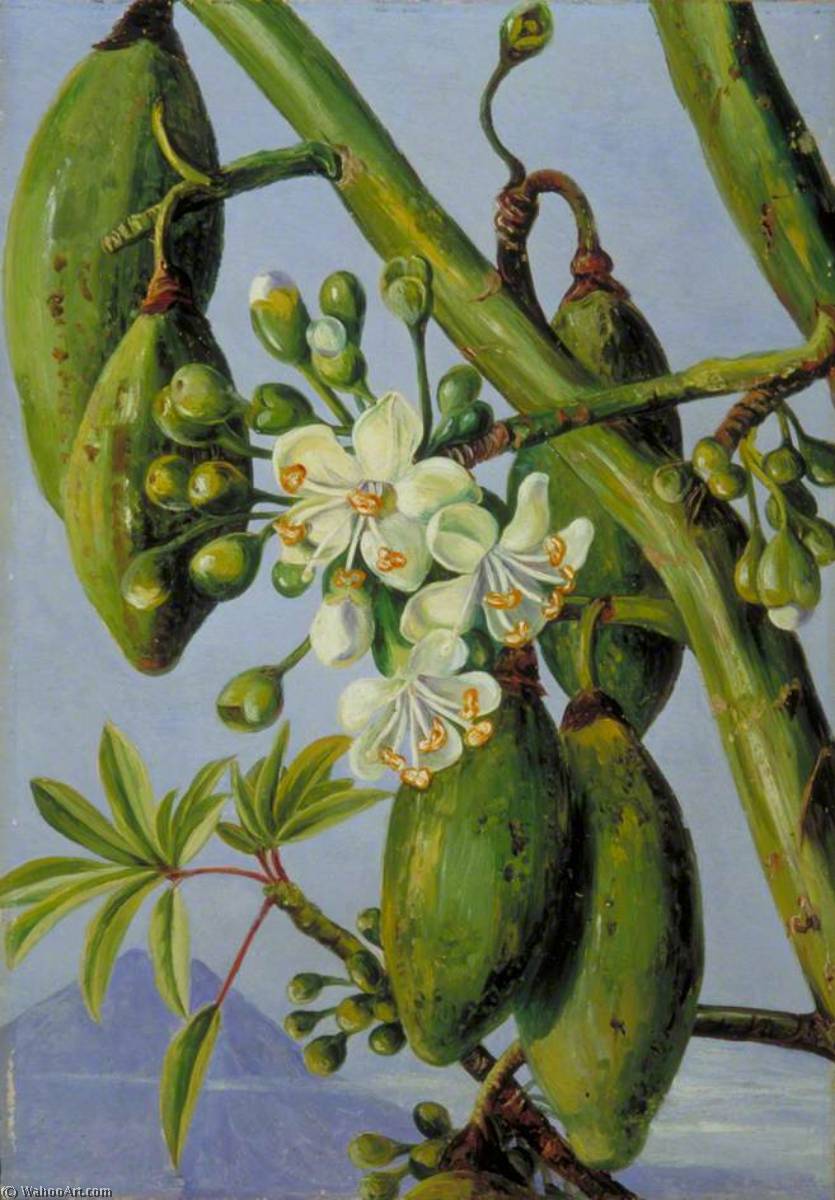 Junge Blätter Und Blüten Sowie Früchte Des Baumwollbaums — Marianne North