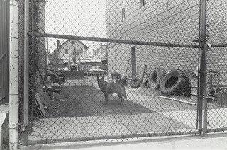 Kelso, Coney Island, Brooklyn — Thomas Roma