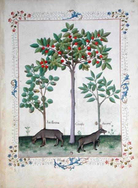Hazelnut Bush Left And Cherry Tree Centre — Robinet Testard
