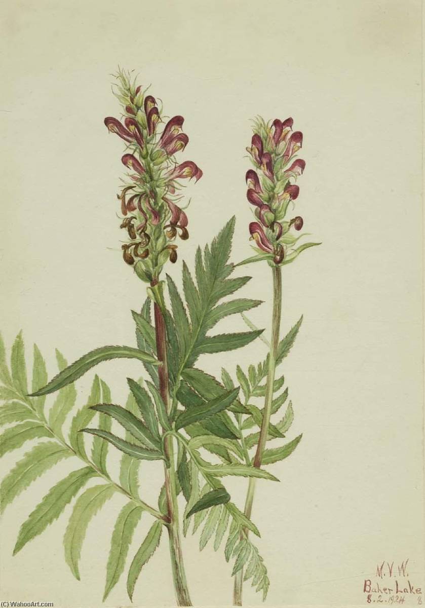 Red Helmet (pedicularis Bracteosa) — Mary Morris Vaux Walcott