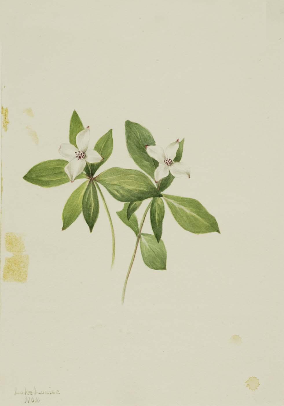 Bunchberry (cornus Canadensis) — Mary Vaux Walcott