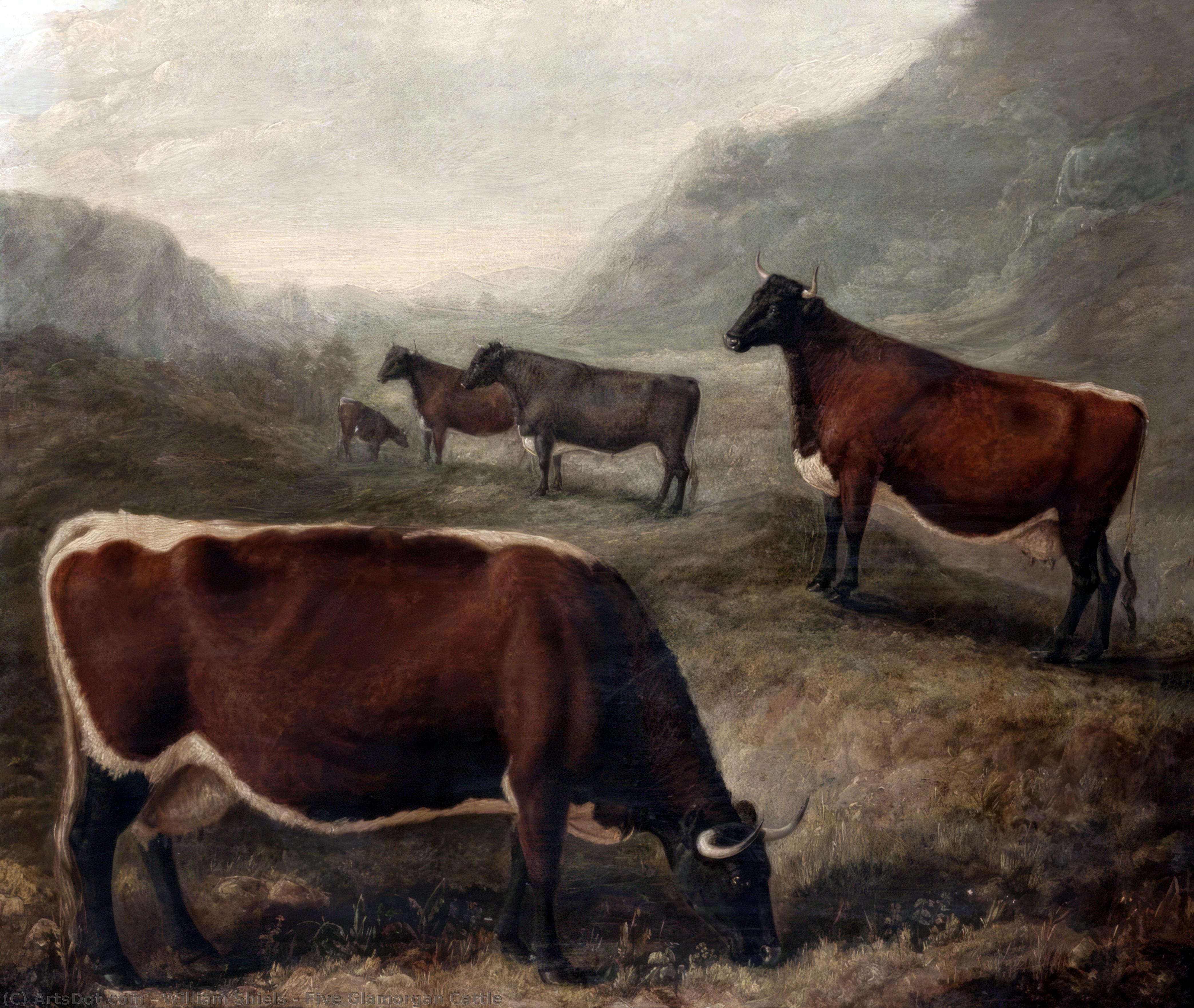 Five Glamorgan Cattle — Vilijam Šils