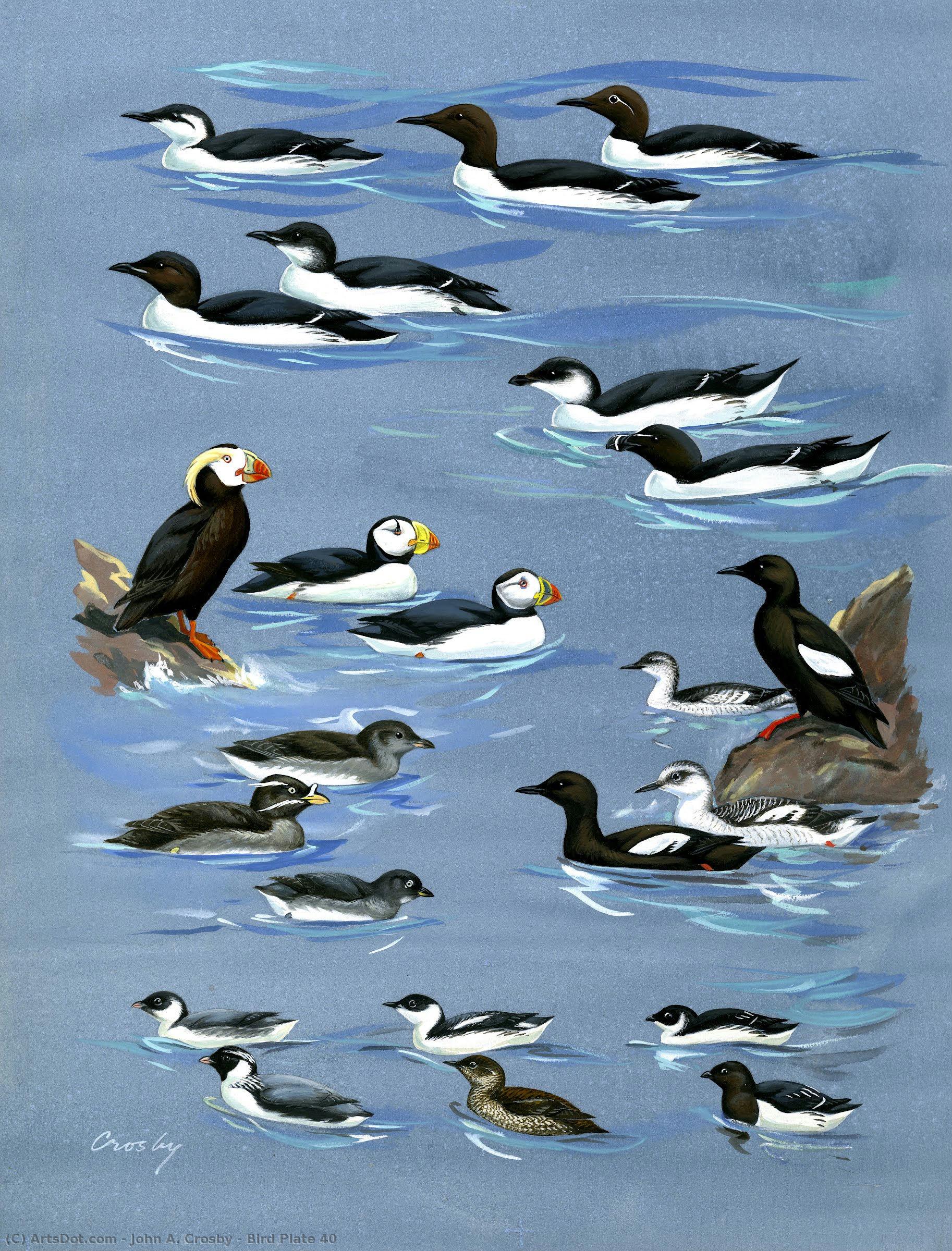 Bird Plate 40 — John A. Crosby